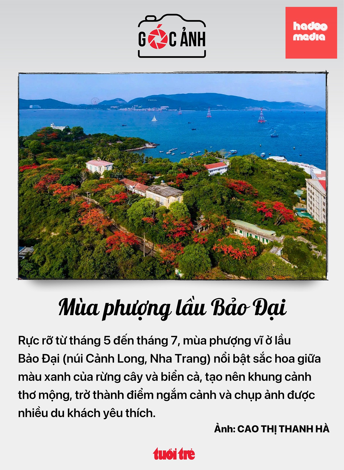 Mùa phượng lầu Bảo Đại - Ảnh: CAO THỊ THANH HÀ