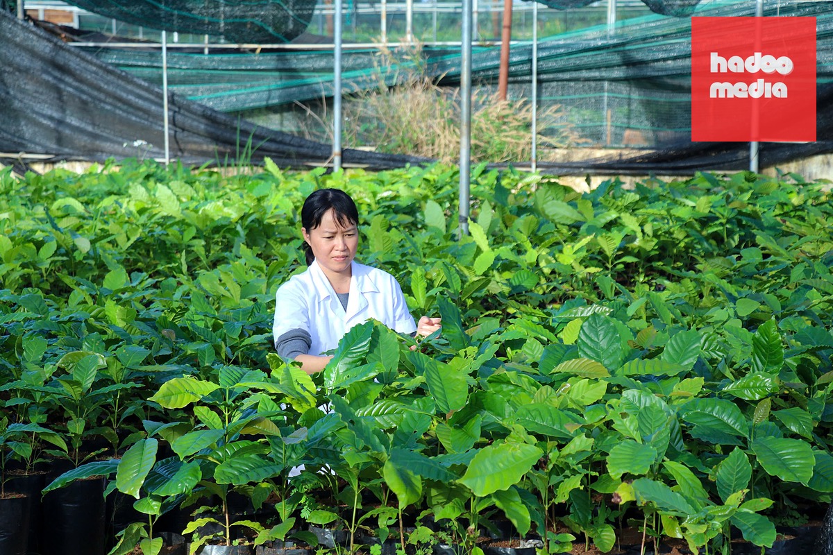 Viện Khoa học Kỹ thuật nông - lâm nghiệp Tây Nguyên nơi nghiên cứu giống cà phê mới - Ảnh: HOÀNG GIA