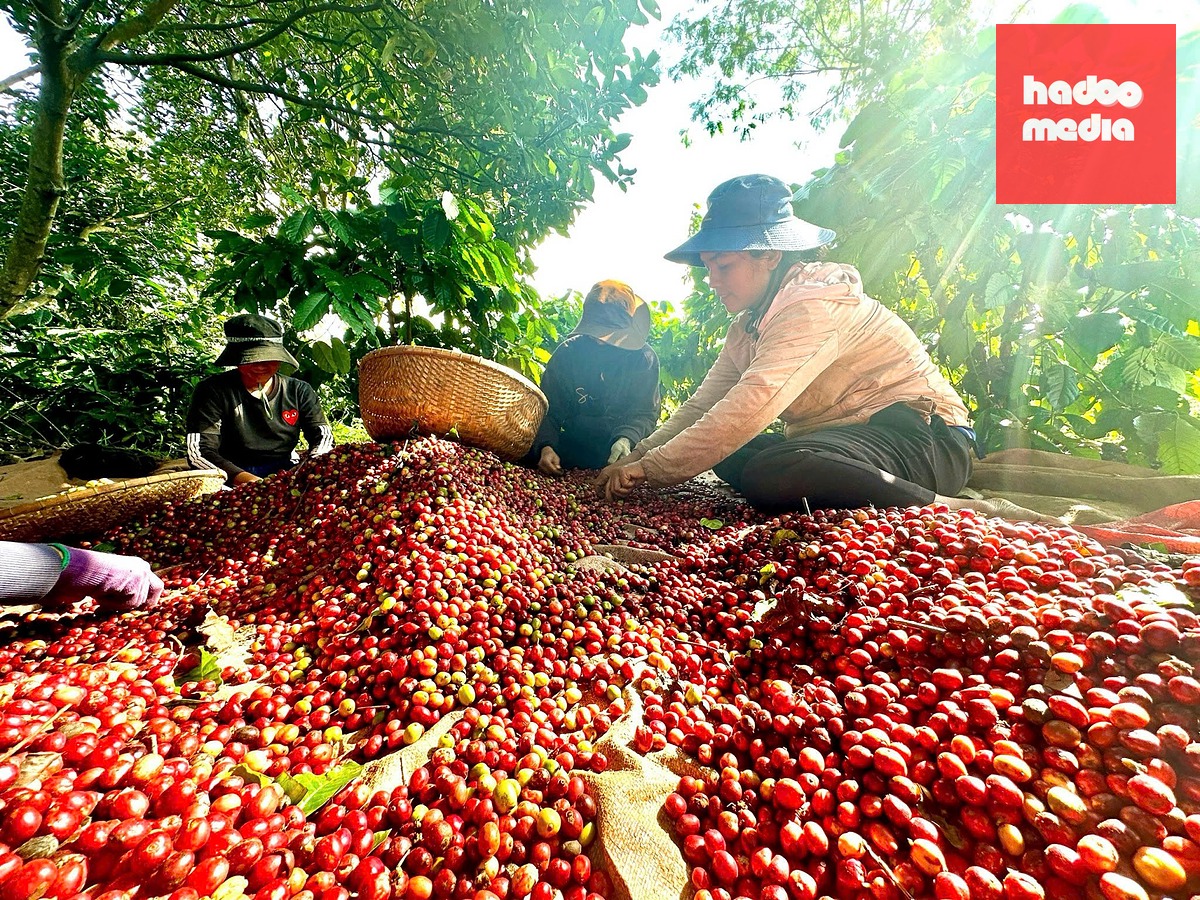 Việc tái canh nhằm nâng cao chất lượng cà phê của tỉnh - Ảnh: MINH PHƯƠNG