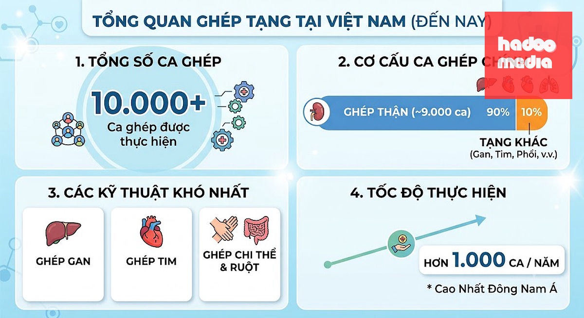 Tổng quan về số ca ghép tạng tại Việt Nam tính đến nay - Đồ họa: THU HIẾN (Nguồn: Bộ Y tế)