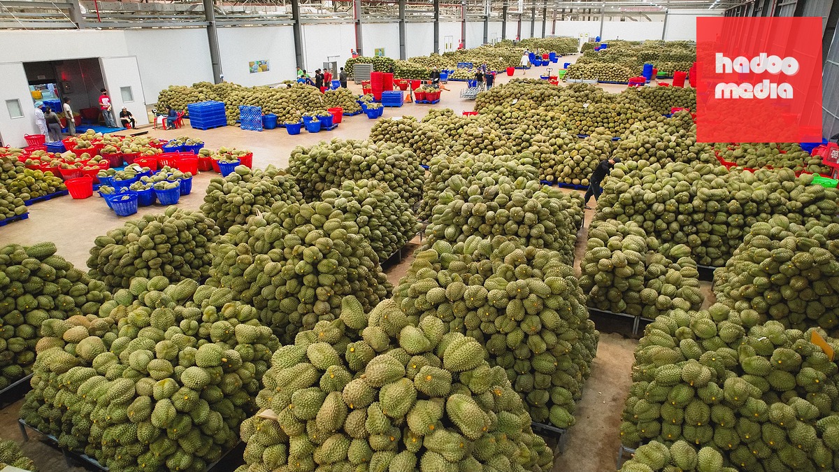 Một cơ sở đóng gói sầu riêng - Ảnh: C.THU