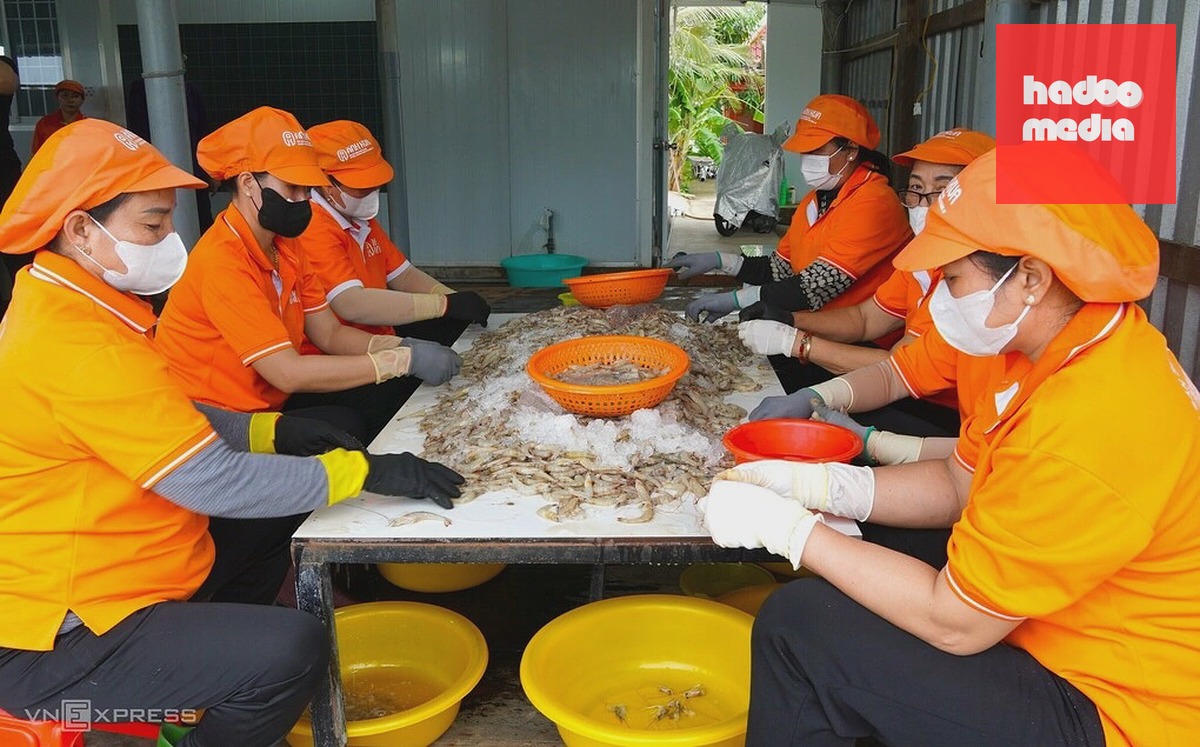 Các nhân công sơ chế tôm bạc chuẩn bị làm mắm. Ảnh: Chúc Ly