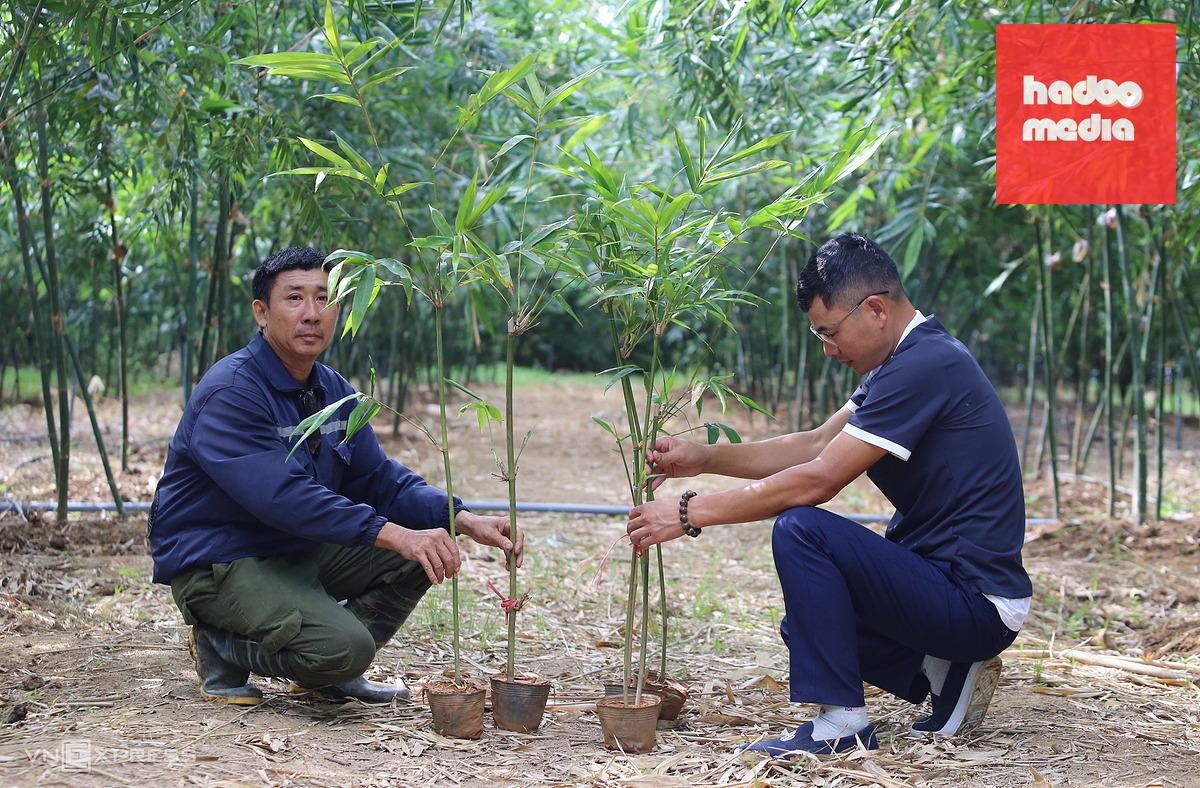 Trồng tre lục trúc: Mô hình thu nửa tỷ đồng mỗi ha từ năm thứ tư