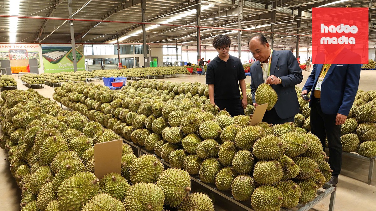6 tháng đầu năm nay, xuất khẩu sầu riêng đạt 950 triệu USD, tăng 31% so với cùng kỳ năm trước - Ảnh: T. VY