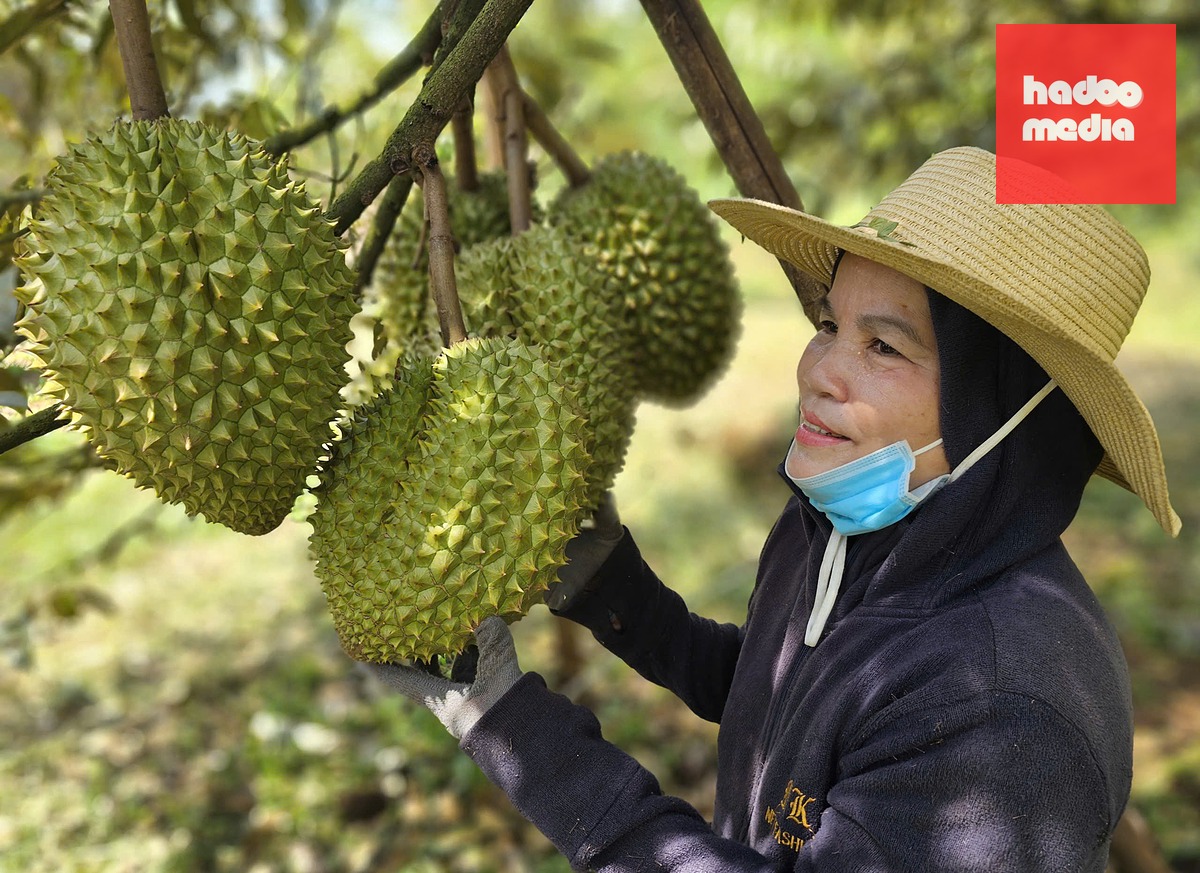 Hiện diện tích trồng sầu riêng Việt Nam khoảng 190.000ha - Ảnh: TTO