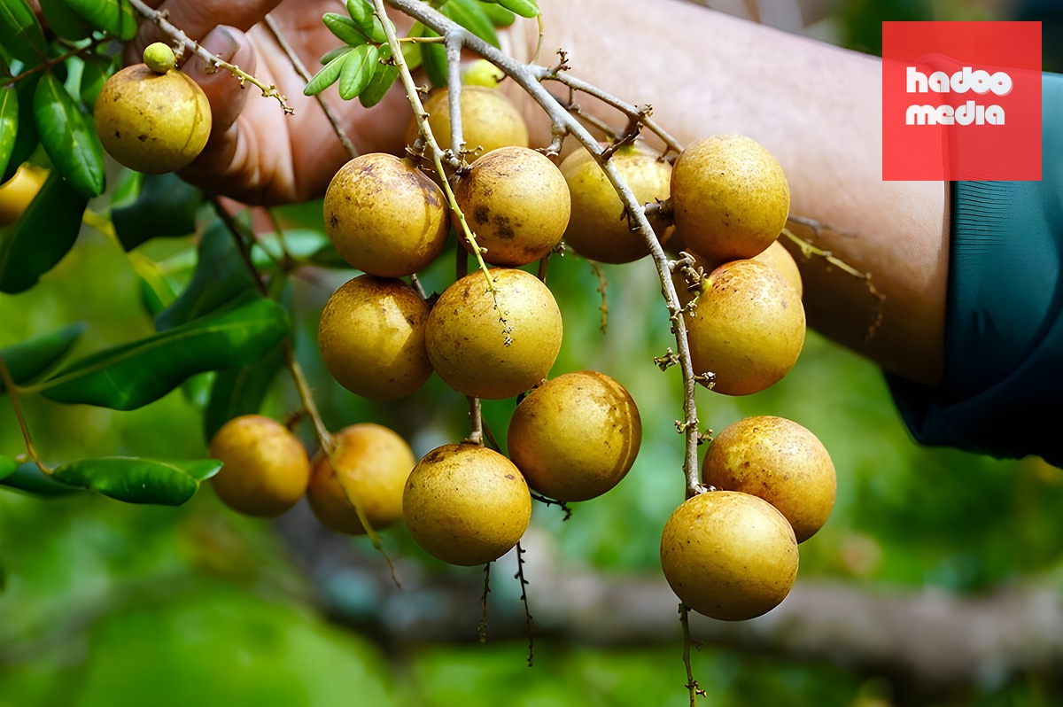 Nhãn xuồng Vĩnh Châu rớt giá thấp nhất ba năm, người trồng chỉ hòa vốn