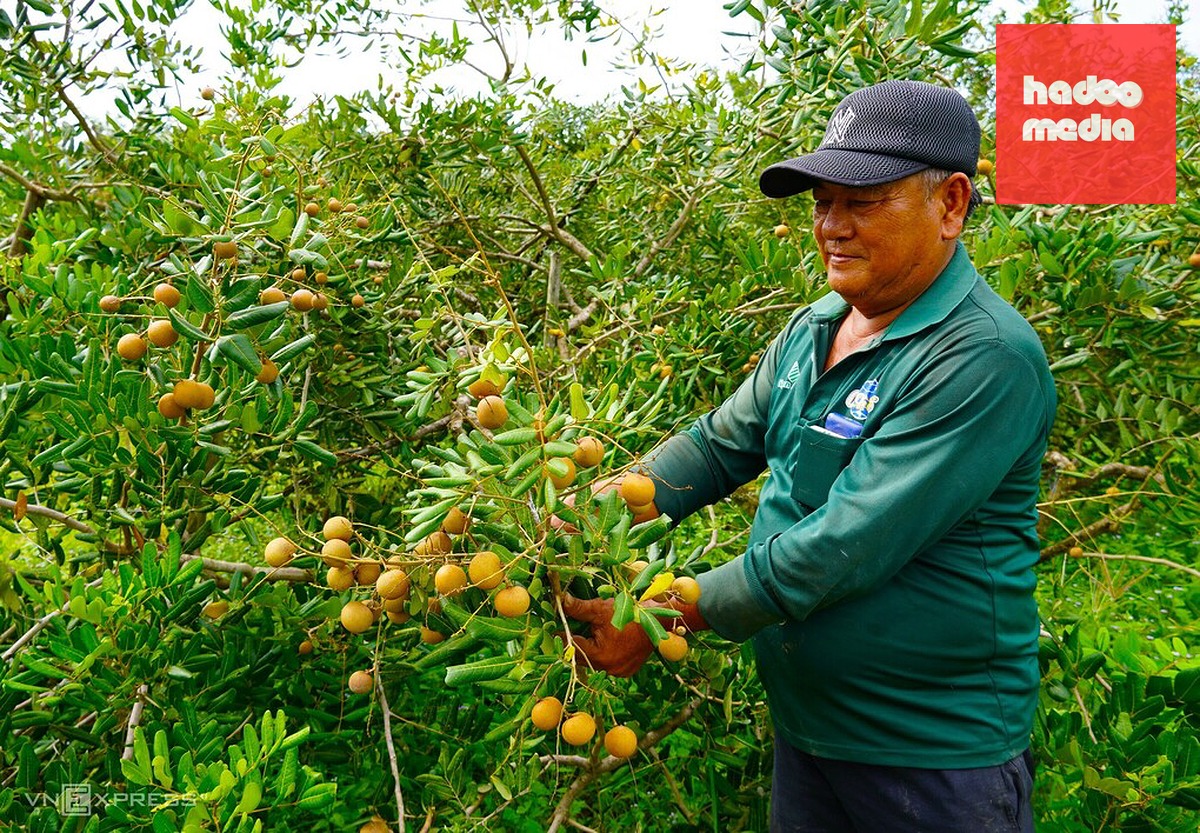 Ông Dém nói về những chùm nhãn có chất lượng trái xấu, không được mua với giá cao. Ảnh: Chúc Ly