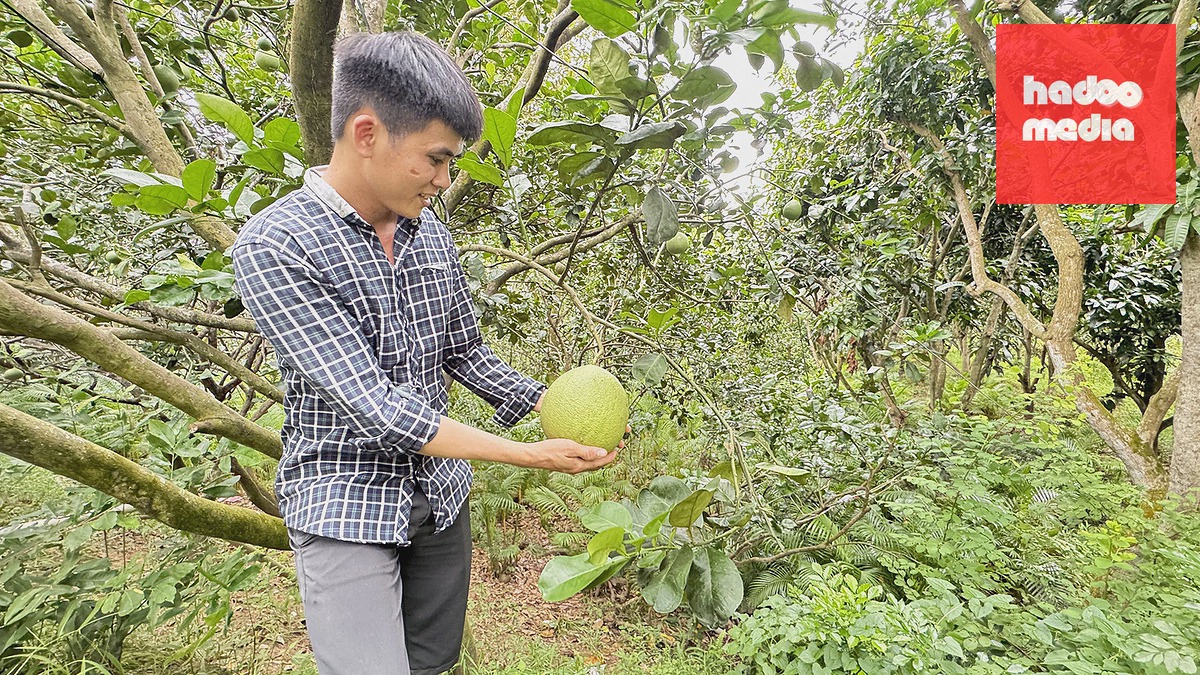 Cồn Thanh Long ở miền Tây thu hẹp do sạt lở nghiêm trọng