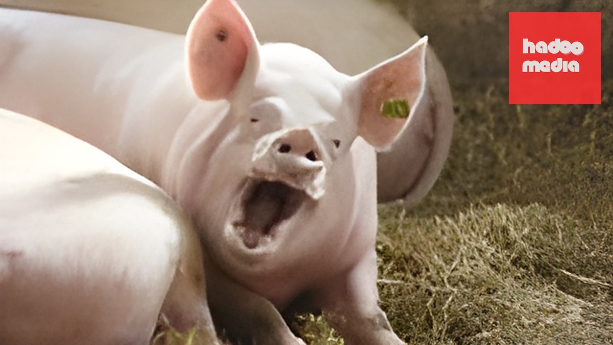 Šebestyán: Luật xung đột lợi ích gây rối và tranh chấp Agrofert ảnh hưởng sâu rộng ngành nông nghiệp Séc