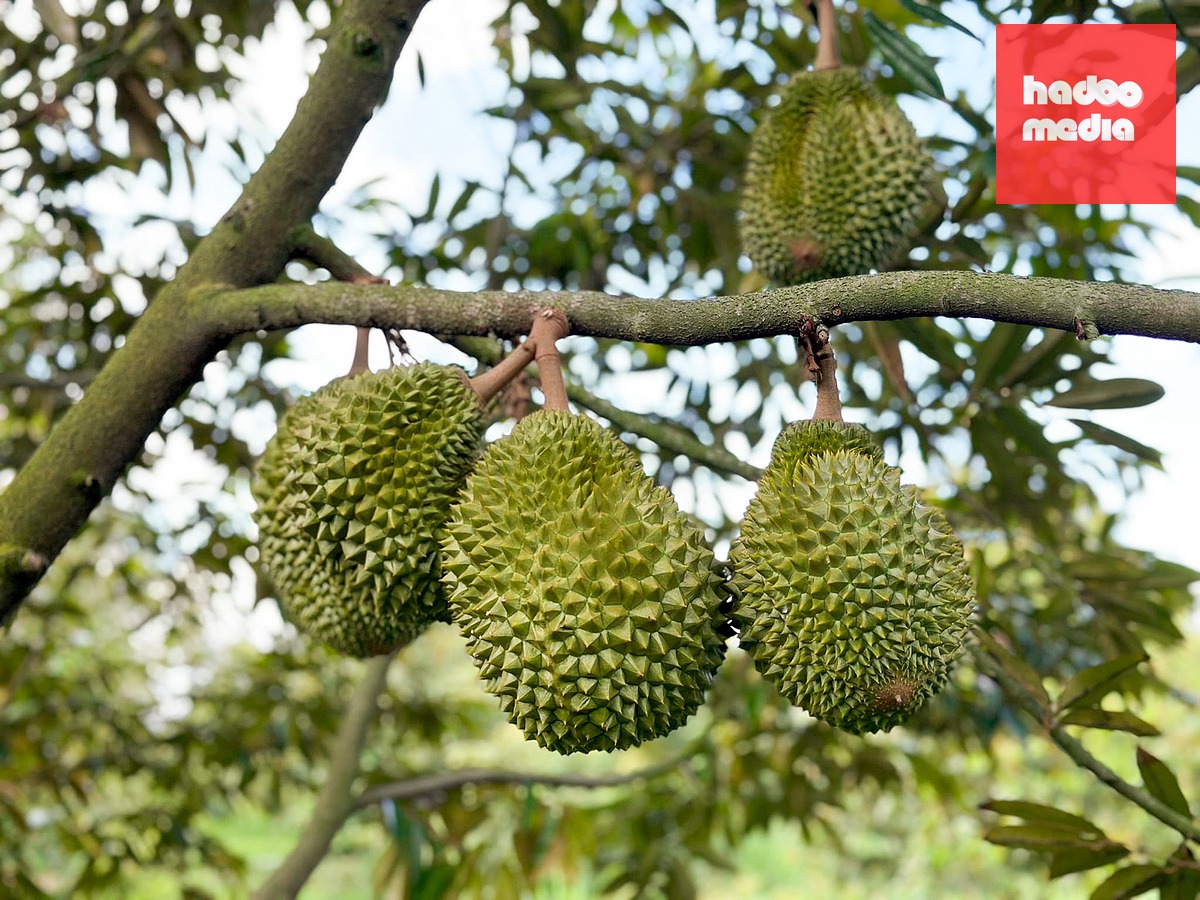 Nghị quyết mới của Chính phủ đã tạm ngưng quy định diện tích vùng trồng tối thiểu 10ha để cấp mã số - Ảnh: TTO