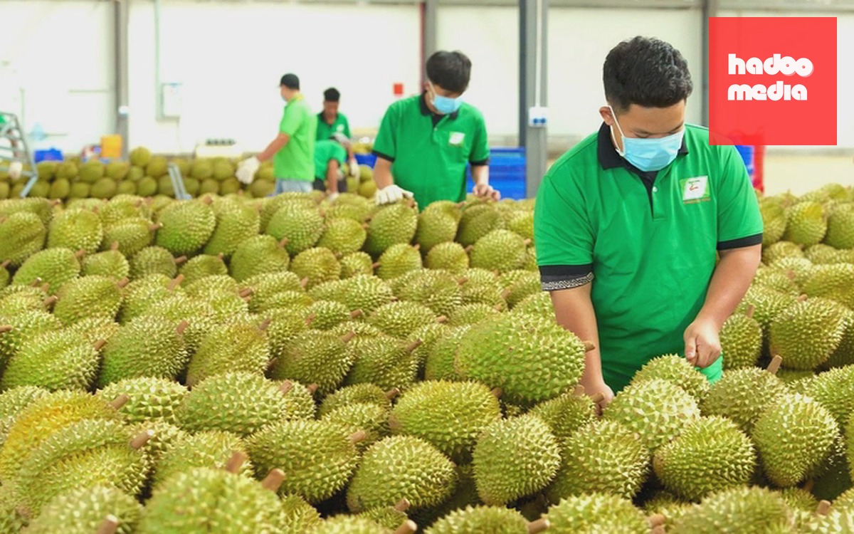Điểm đáng lưu ý về thời gian cấp mã vùng trồng sầu riêng xuất khẩu sang Trung Quốc - Ảnh 2.