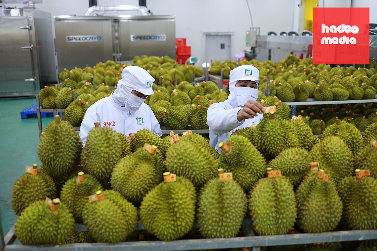 6 tháng đầu năm nay, xuất khẩu sầu riêng sang Trung Quốc đạt gần 872 triệu USD, tăng gần 37% - Ảnh: T.VY