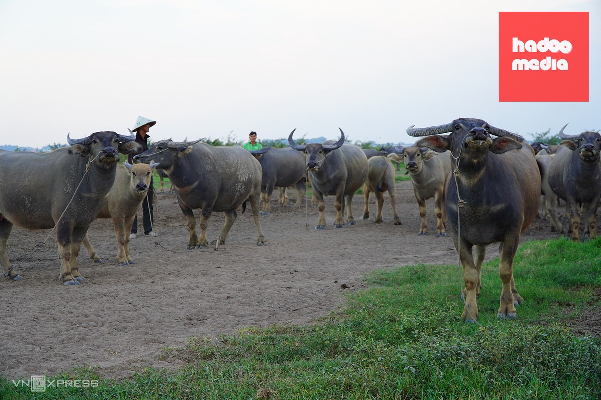 Nghề chăn trâu độc đáo ở lòng hồ Dầu Tiếng thu nhập hàng trăm triệu