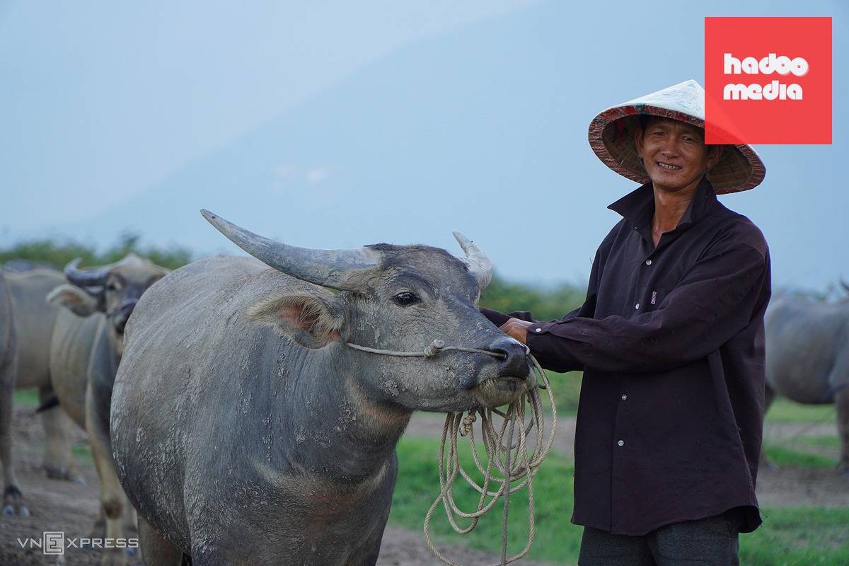 Nghề chăn trâu độc đáo ở lòng hồ Dầu Tiếng thu nhập hàng trăm triệu