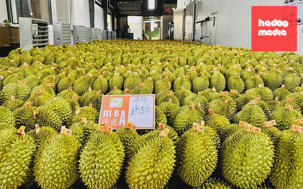 Bộ Nông nghiệp và Môi trường đang đàm với Trung Quốc để thống nhất tiêu chuẩn kiểm nghiệm sầu riêng - Ảnh 2.