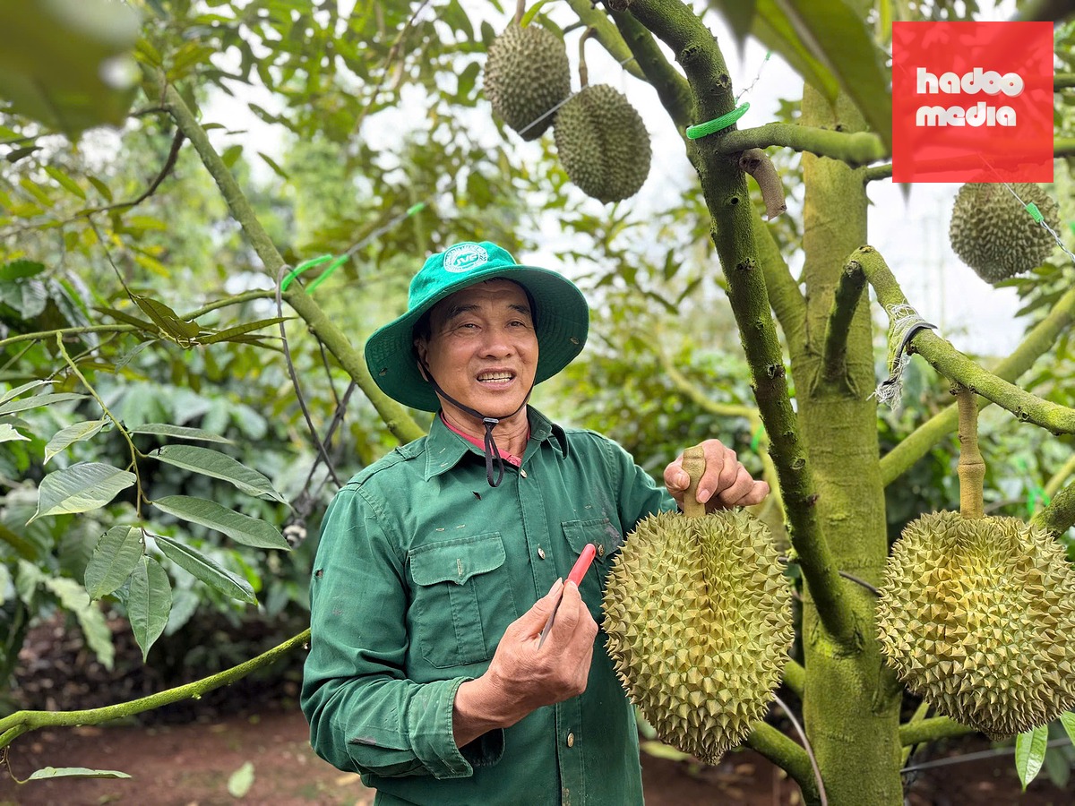 Từ nay đến hết năm, Việt Nam cho thu hoạch khoảng 1,3 triệu tấn sầu riêng - Ảnh: MINH PHƯƠNG