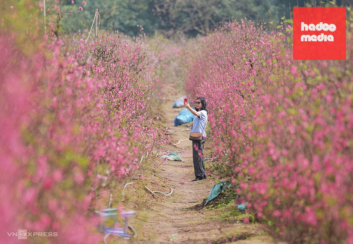 Người Hà Nội chụp ảnh tại vườn đào Nhật Tân những ngày cận Tết Nguyên đán. Ảnh: Ngọc Thành