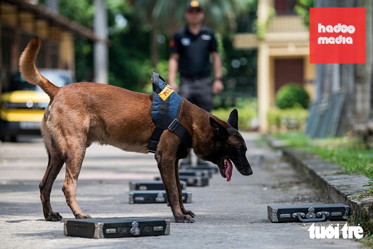 Xem cảnh vệ huấn luyện cảnh khuyển ‘tung đòn’ tấn công tội phạm, đánh hơi tìm ma túy, thuốc nổ - Ảnh 9.