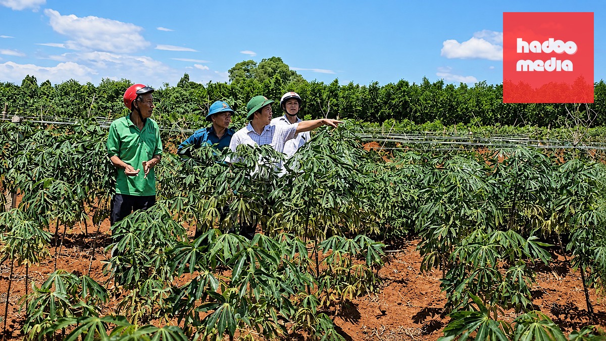 Khu vực cao điểm 46 ở Dốc Miếu năm xưa nay được người dân trồng khoai mì - Ảnh: QUỐC NAM