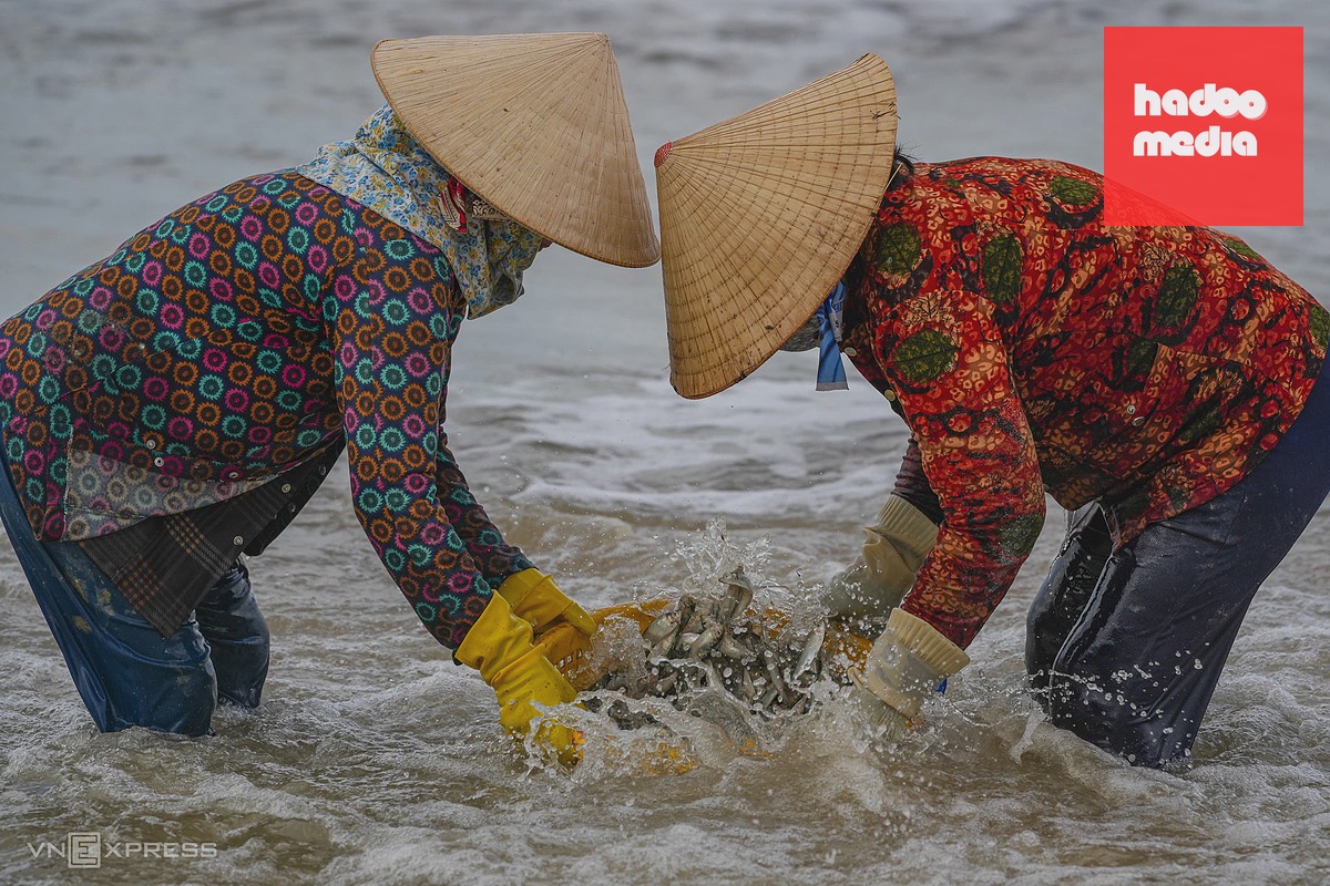 Thuyền thúng đầy ắp cá trích về bờ biển Long Hải
