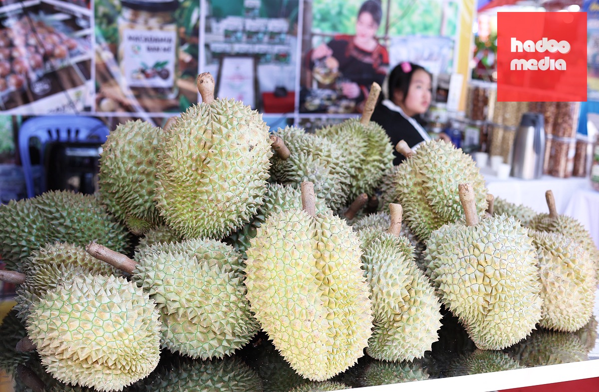 Hiện Đắk Lắk có diện tích trồng sầu riêng hơn 41.000ha - Ảnh: LÊ TRUNG