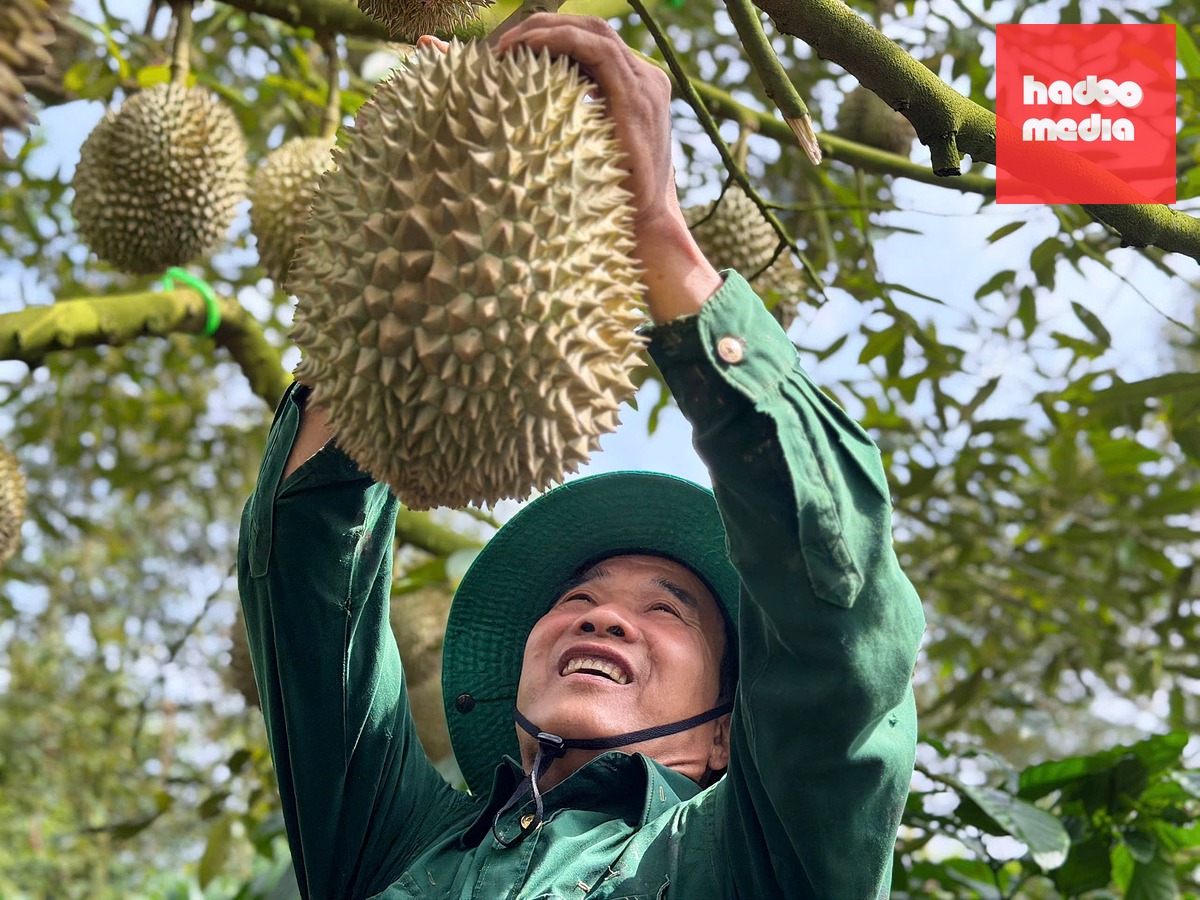 Nông dân tỉnh Đắk Lắk hái sầu riêng - Ảnh: MINH PHƯƠNG
