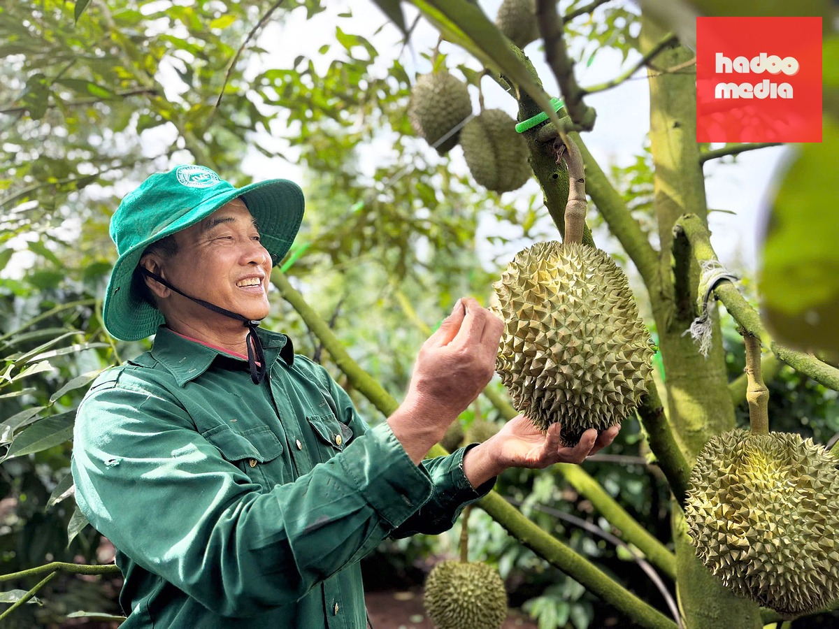 Thu hoạch sầu riêng - Ảnh: MINH PHƯƠNG