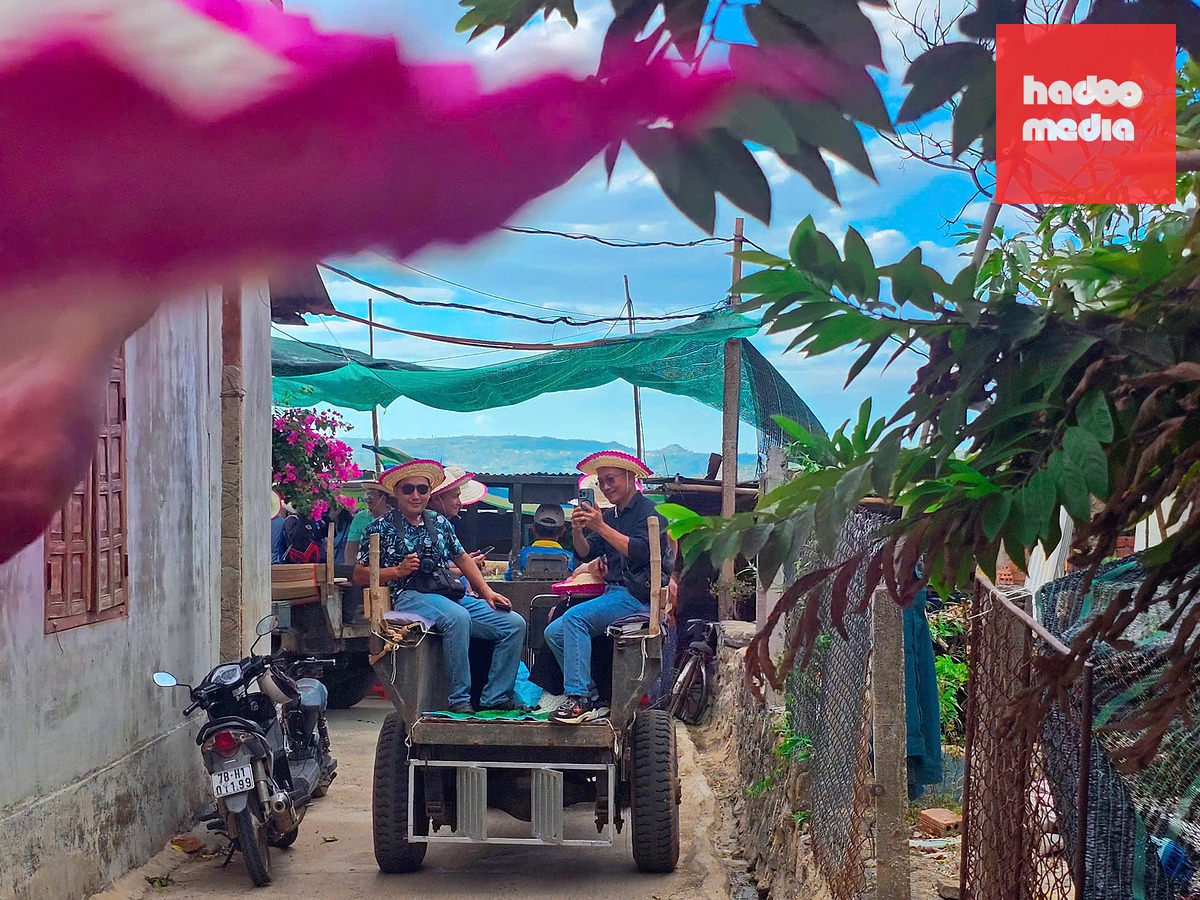 Độc đáo trải nghiệm di chuyển bằng xe công nông qua cánh đồng cói tại làng dệt chiếu An Cư, tỉnh Phú Yên cũ (nay thuộc tỉnh Đắk Lắk) - Ảnh: NHẬT XUÂN