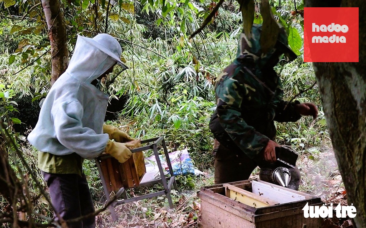 Mô hình nuôi ong dưới tán rừng giúp người dân có sinh kế bền vững - Ảnh: THÀNH NAM