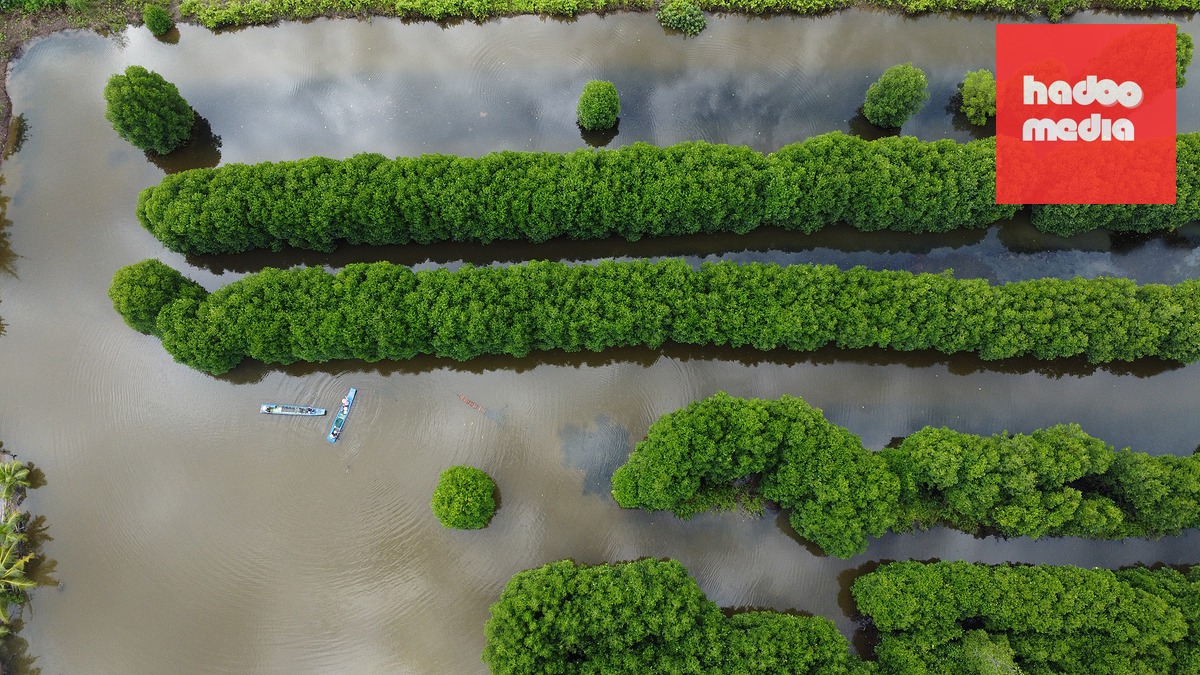 Vùng rừng ngập mặn và vuông tôm ở Cà Mau có điều kiện thuận lợi để cá nâu phát triển - Ảnh: THANH HUYỀN