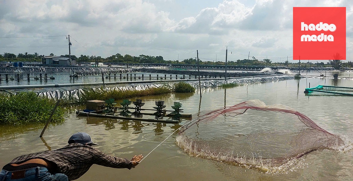 Khi cá đạt trọng lượng khoảng 300g thì bắt cá thả ra môi trường tự nhiên cho cá sinh trưởng tiếp tục, trong vòng khoảng 1 năm sau đó cá sẽ đạt trọng lượng khoảng 1kg/con - Ảnh: THANH HUYỀN
