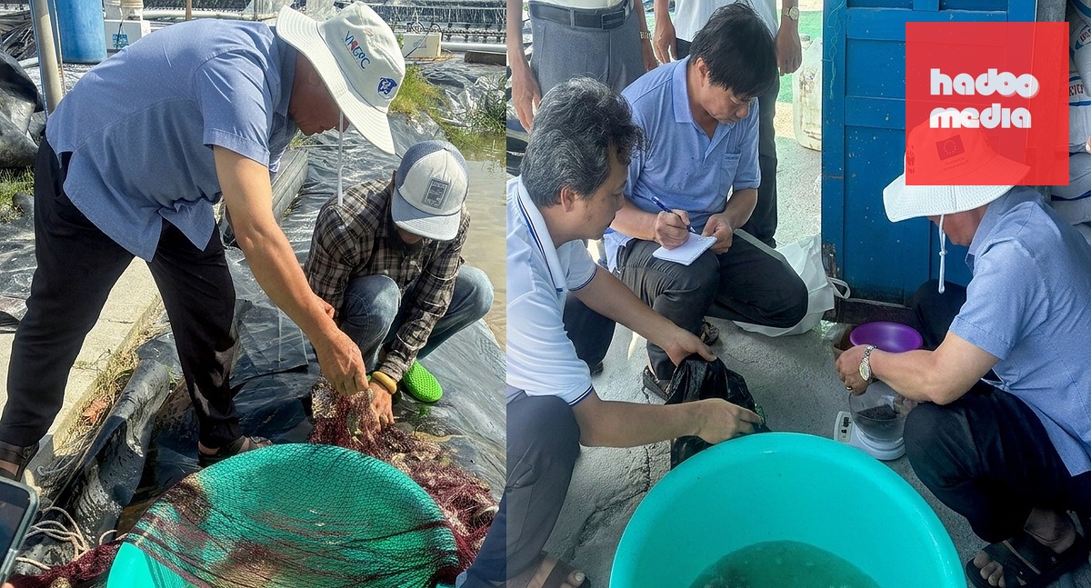 Cá nâu nhà ông Diện được nuôi trong các đầm tôm công nghiệp bỏ hoang mang lại hiệu quả rất cao, cá sinh sản nhiều - Ảnh: THANH HUYỀN