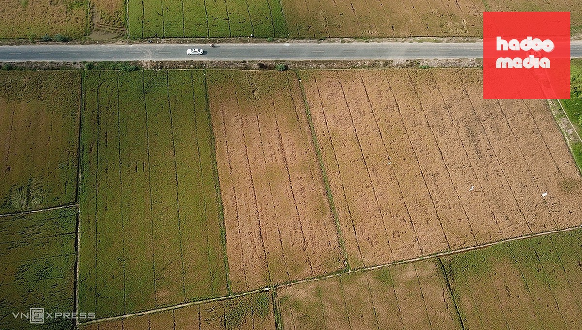 Hạn mặn gây chết lúa ở Cần Thơ năm 2024. Ảnh: Huy Phong