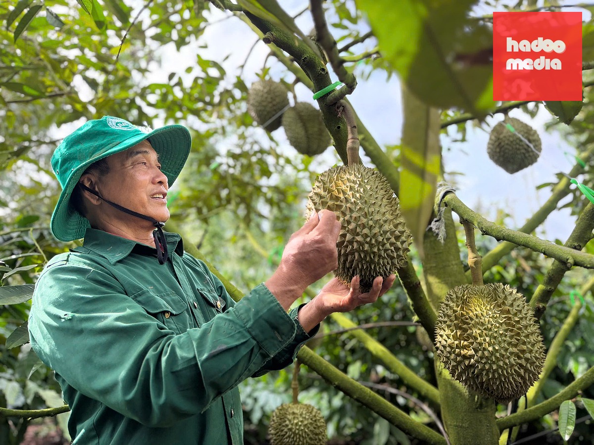 Sầu riêng là mặt hàng nông sản xuất khẩu chủ lực - Ảnh: MINH PHƯƠNG