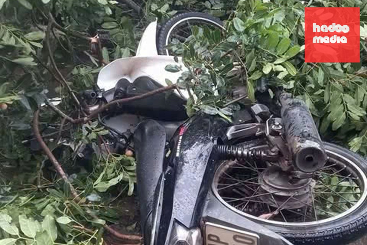 Xe máy của nạn nhân sau khi bị cổ thụ đè. Ảnh: Người dân cung cấp