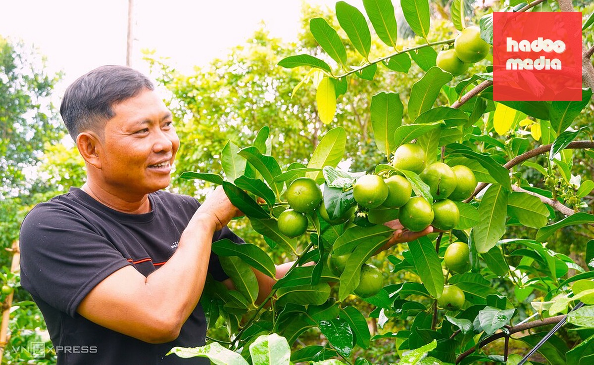 Anh Thắng kiểm tra trái hồng socola trong vườn. Ảnh: