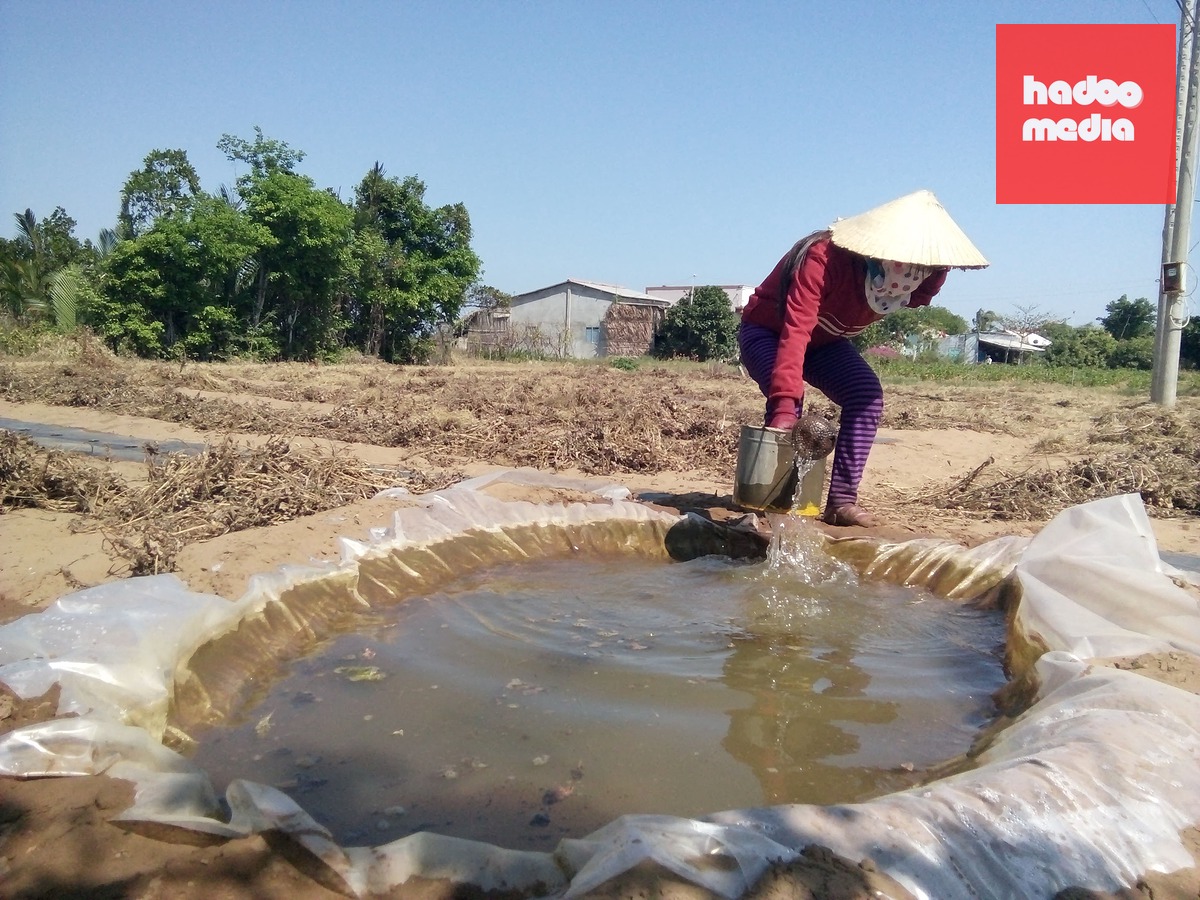 Xâm nhập mặn được dự báo có thể ở mức tương đương mùa khô 2015-2016, một trong những đợt hạn, mặn nghiêm trọng từng xảy ra tại Đồng bằng sông Cửu Long. Trong ảnh, mùa khô 2016 người dân phải chắt chiu từng giọt nước để tưới dưa hấu ở tỉnh Bến Tre cũ - Ảnh: MẬU TRƯỜNG