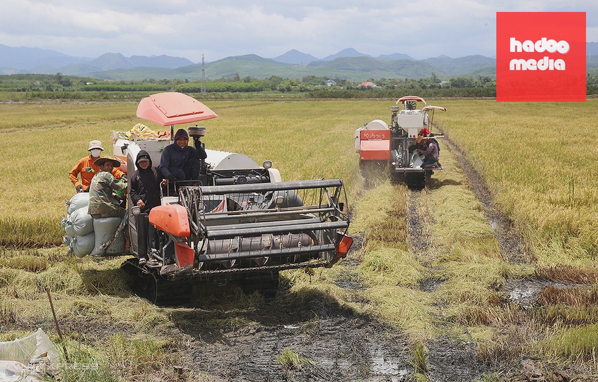 Để thu hoạch 22 hecta lúa, anh Khánh thuê hai máy gặt đập liên hợp, dự kiến ba ngày mới xong. Ảnh: Đắc Thành