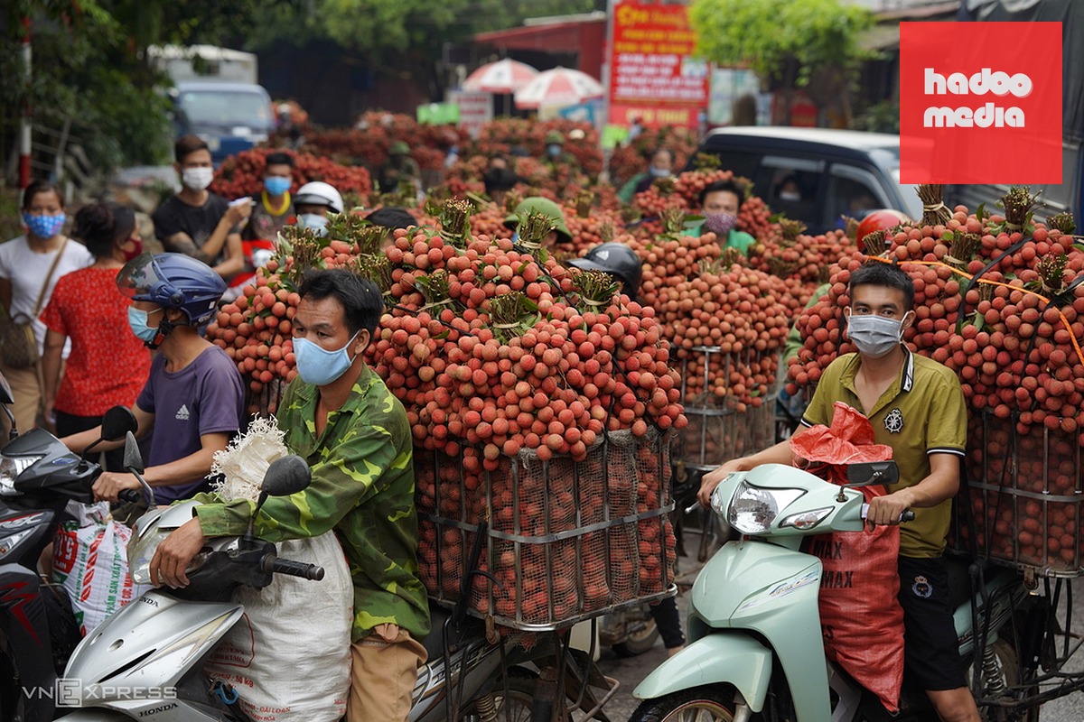 Vải thiều tại Bắc Giang cũ. Ảnh: Ngọc Thành