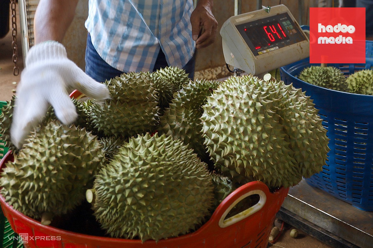 Quốc lộ 26 quá tải vì hàng nghìn xe chở sầu riêng đổ về Đăk Lăk