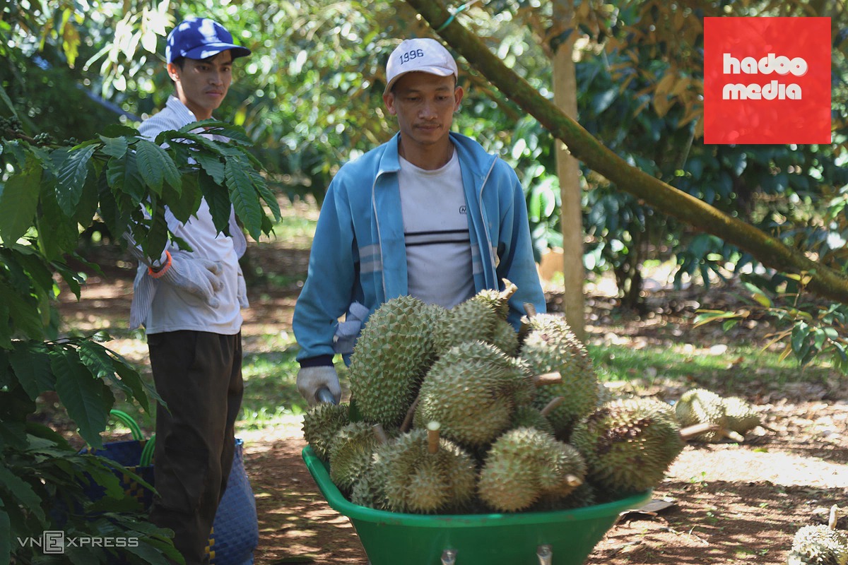 Quốc lộ 26 quá tải vì hàng nghìn xe chở sầu riêng đổ về Đăk Lăk