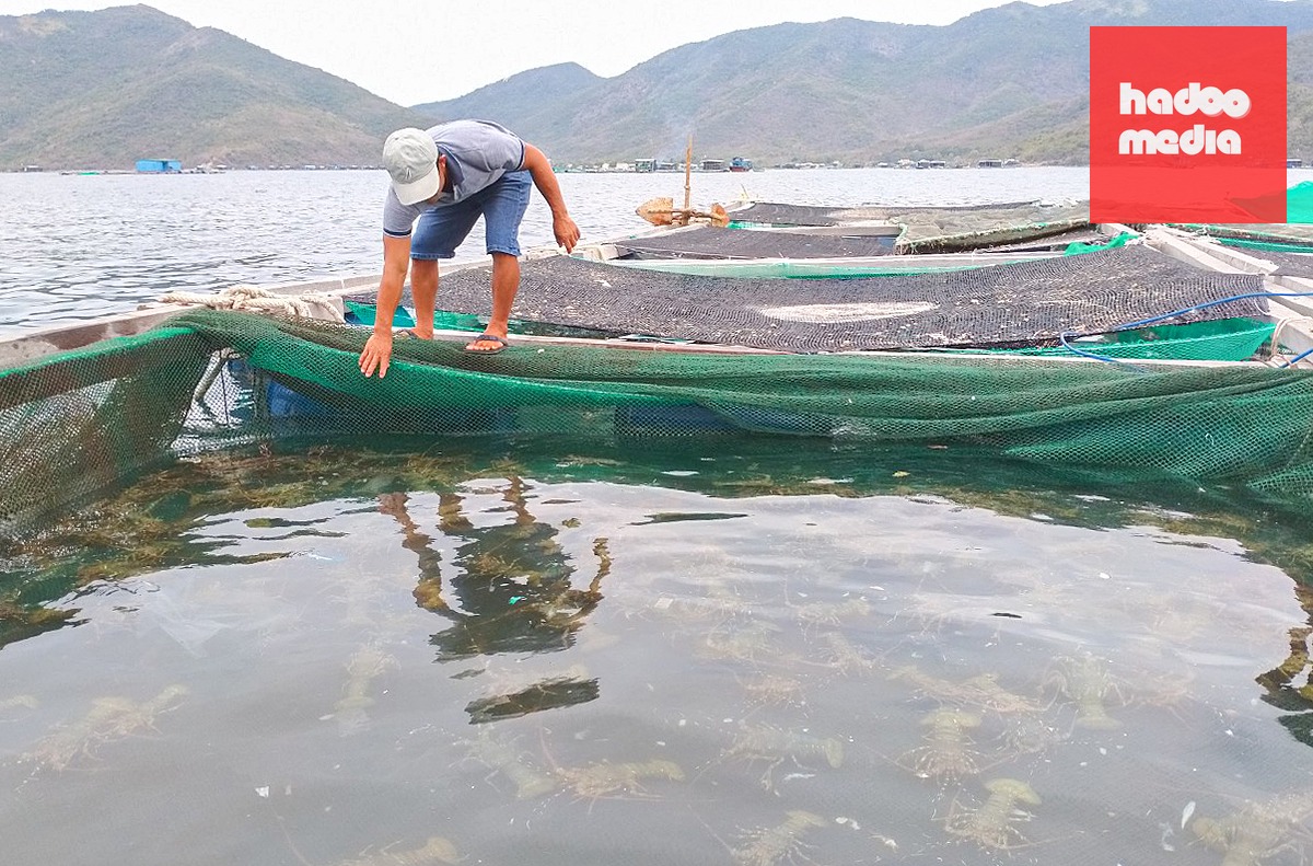 Dù là ngành mang lại thu nhập cao, nhưng người nuôi tôm hùm ở nước ta đang đối mặt nhiều khó khăn, thách thức - Ảnh: XUÂN HOÁT