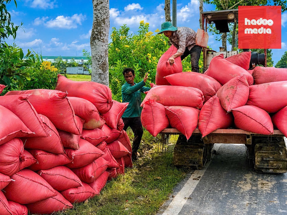Từ sản xuất một vụ, hiện nhiều vùng ở miền Tây đã làm 3 vụ/năm, năng suất tăng lên gấp nhiều lần - Ảnh: KHẮC TÂM
