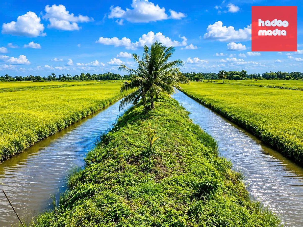 Mô hình tôm - lúa vùng bán đảo Cà Mau - Ảnh: KHẮC TÂM