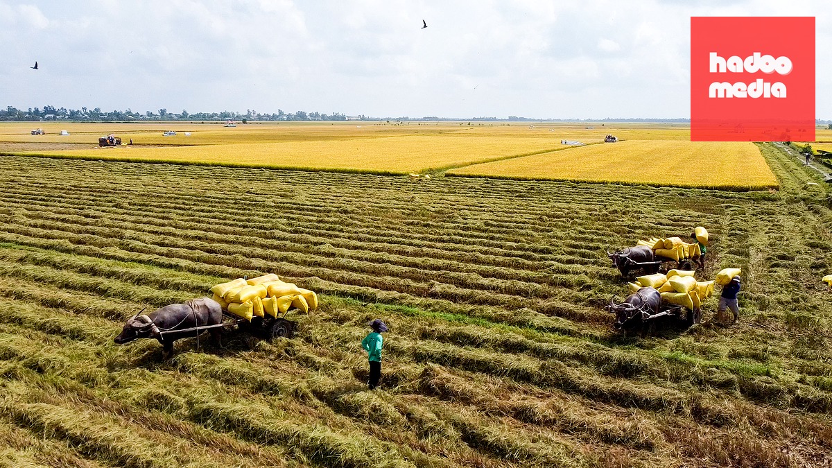 Thu hoạch lúa thơm trên đồng đất Cà Mau - Ảnh: THANH HUYỀN