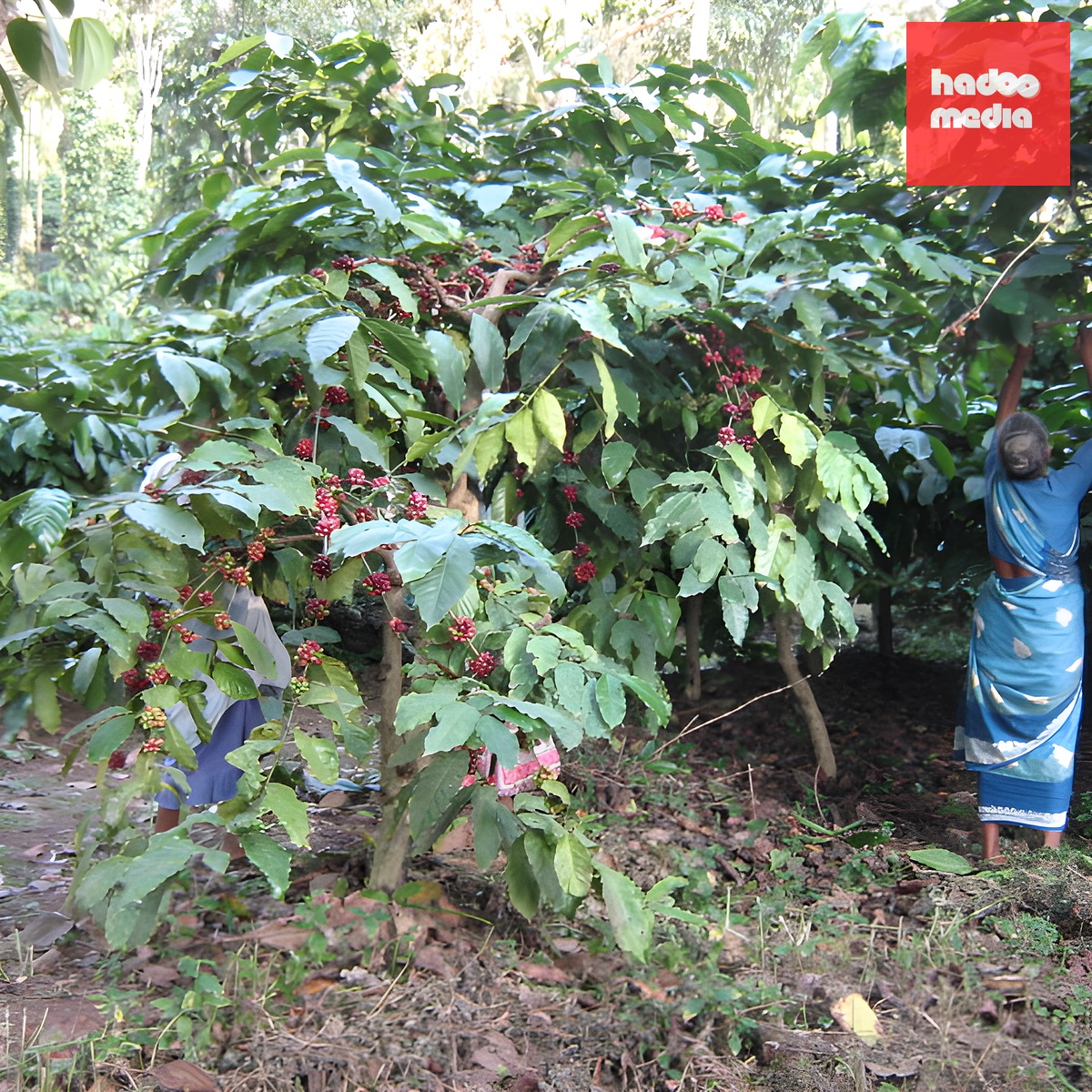 Lối đi riêng của Robusta Ấn Độ - Ảnh 2.