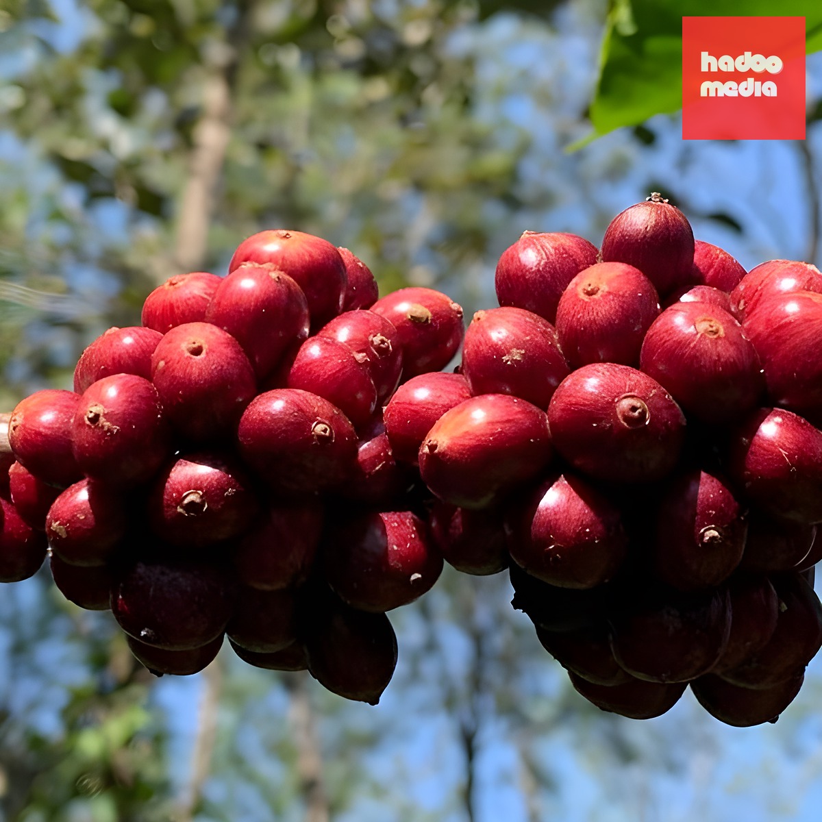 Lối đi riêng của Robusta Ấn Độ - Ảnh 3.