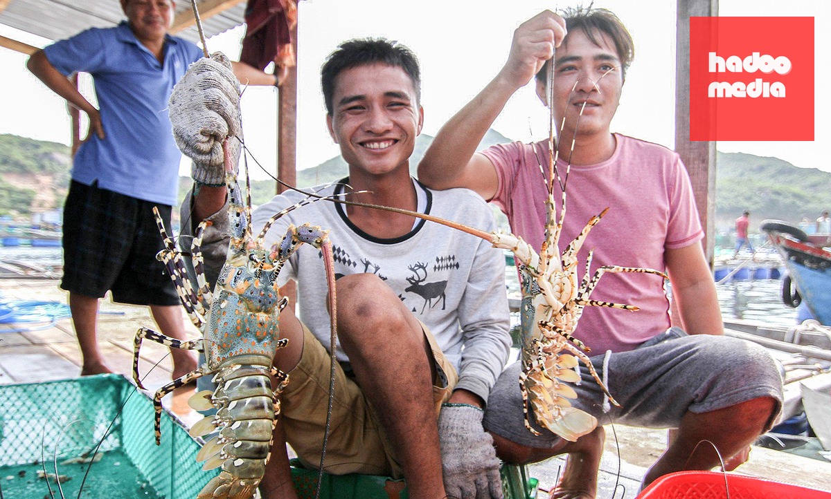 Tôm hùm là một trong những sản phẩm thủy sản nuôi có giá trị kinh tế cao của nước ta - Ảnh: XUÂN HOÁT