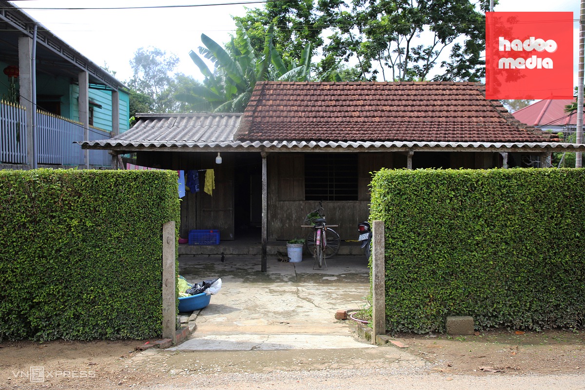 Hàng rào xanh mướt từ cây chè tàu ở Quảng Trị