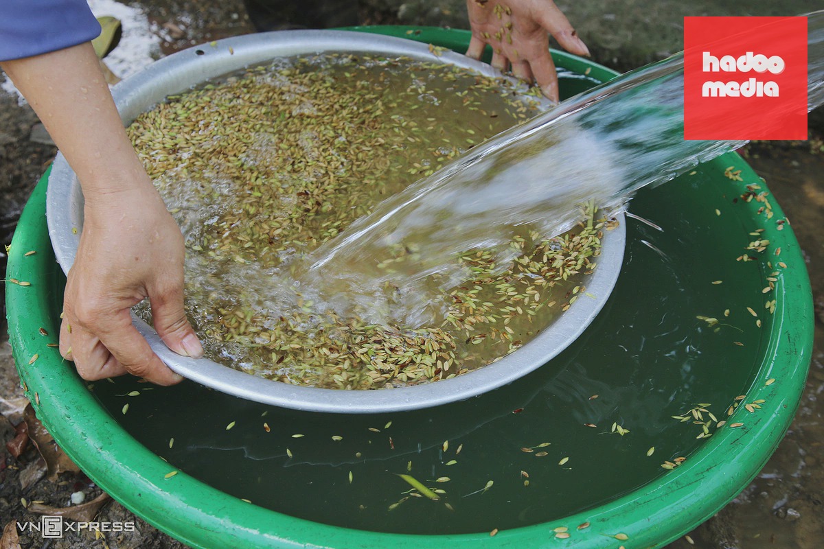 Nghề làm cốm truyền thống ở làng du lịch nổi tiếng Quảng Trị